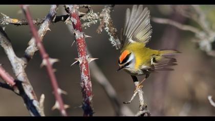 Common Firecrest