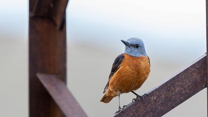 Common Rock Thrush