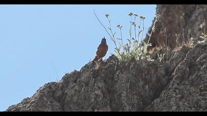 Common Rock Thrush