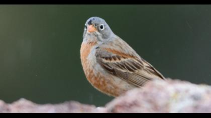 Grey-necked Bunting