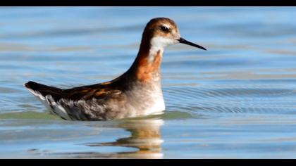 Red-necked Phalarope
