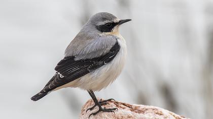 Northern Wheatear