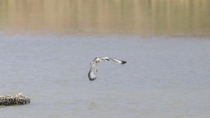 Pied Kingfisher