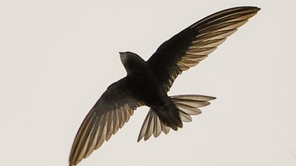 Common Swift