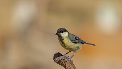 Great Tit