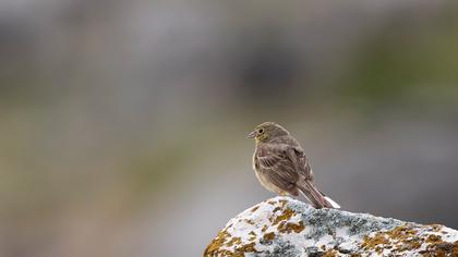 Cinereous Bunting