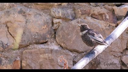 Ring Ouzel