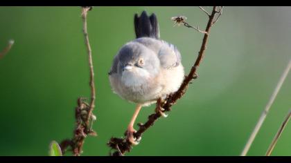 Subalpine Warbler