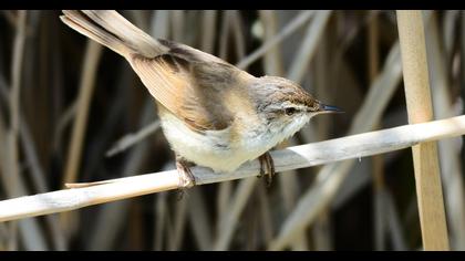Paddyfield Warbler
