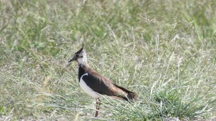 Northern Lapwing