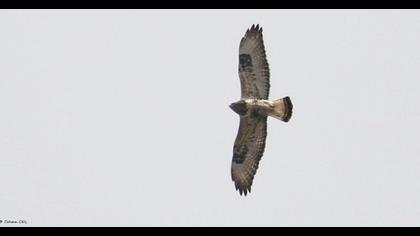 Rough-legged Buzzard
