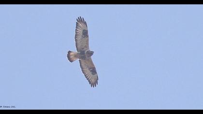 Rough-legged Buzzard