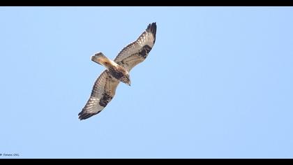Rough-legged Buzzard