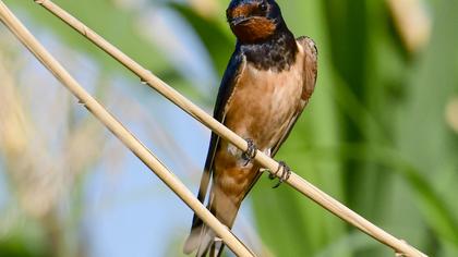 Barn Swallow