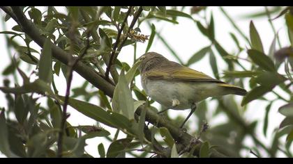 Eastern Bonelli`s Warbler