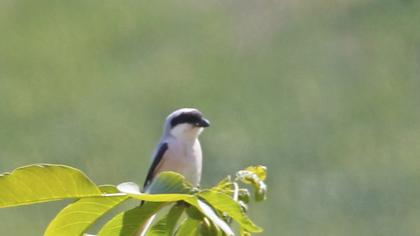 Lesser Grey Shrike