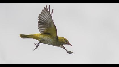 Eurasian Golden Oriole