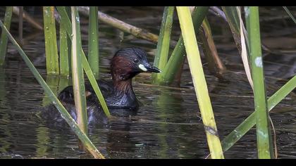 Little Grebe