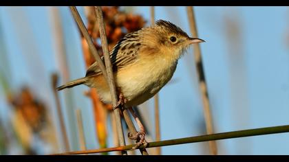 Zitting Cisticola