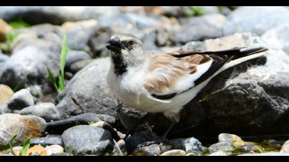 White-winged Snowfinch