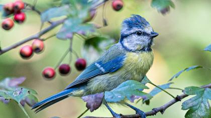 Eurasian Blue Tit