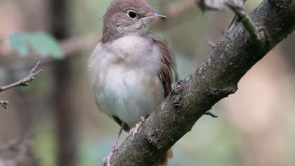 Common Nightingale
