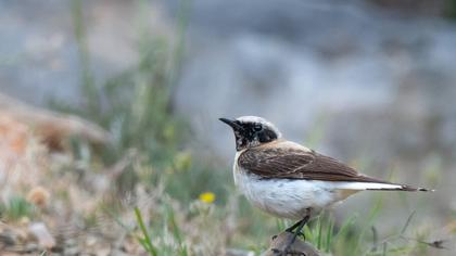 Black-eared Wheatear