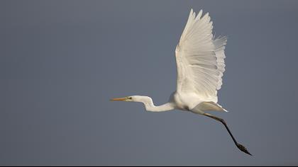 Great Egret