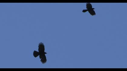 Alpine Chough