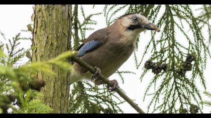 Eurasian Jay