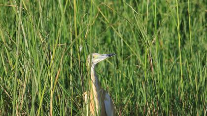 Squacco Heron