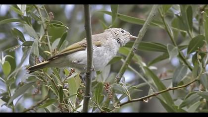 Eastern Bonelli`s Warbler