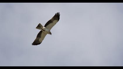 Booted Eagle