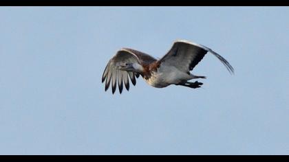 Great Bustard