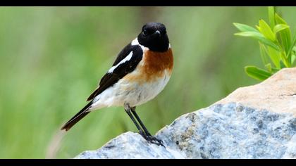 Siberian Stonechat