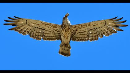 Short-toed Snake Eagle