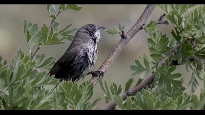 Eastern Orphean Warbler
