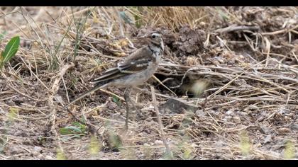 Western Yellow Wagtail