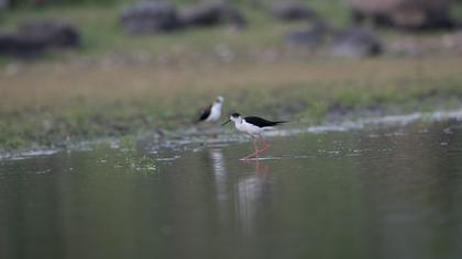Black-winged Stilt