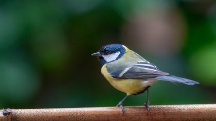 Great Tit