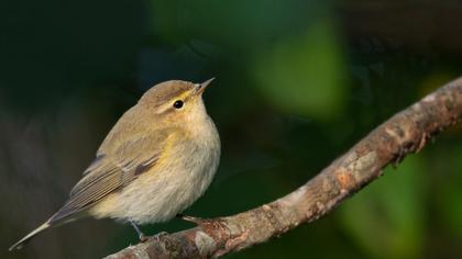 Common Chiffchaff
