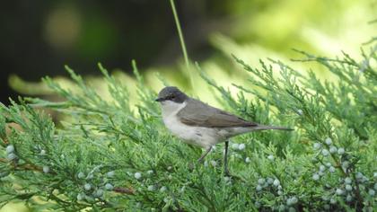 Lesser Whitethroat