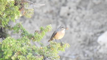 White-throated Robin