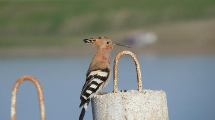Eurasian Hoopoe