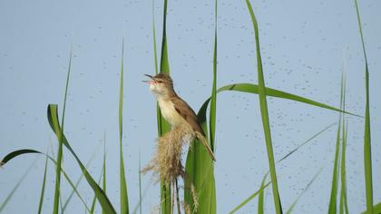 Great Reed Warbler