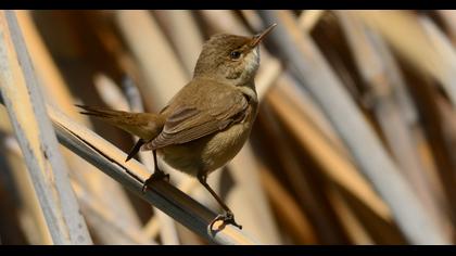 Eurasian Reed Warbler