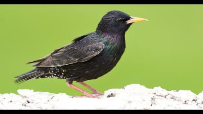 Common Starling