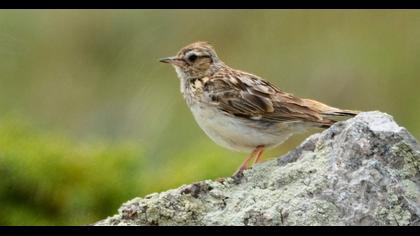 Woodlark