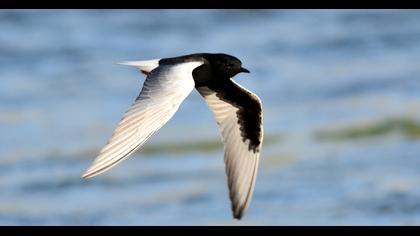 White-winged Tern