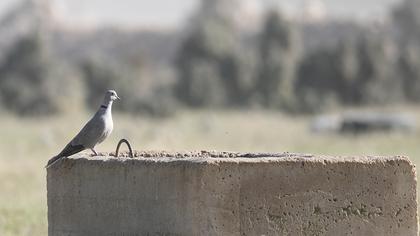Eurasian Collared Dove